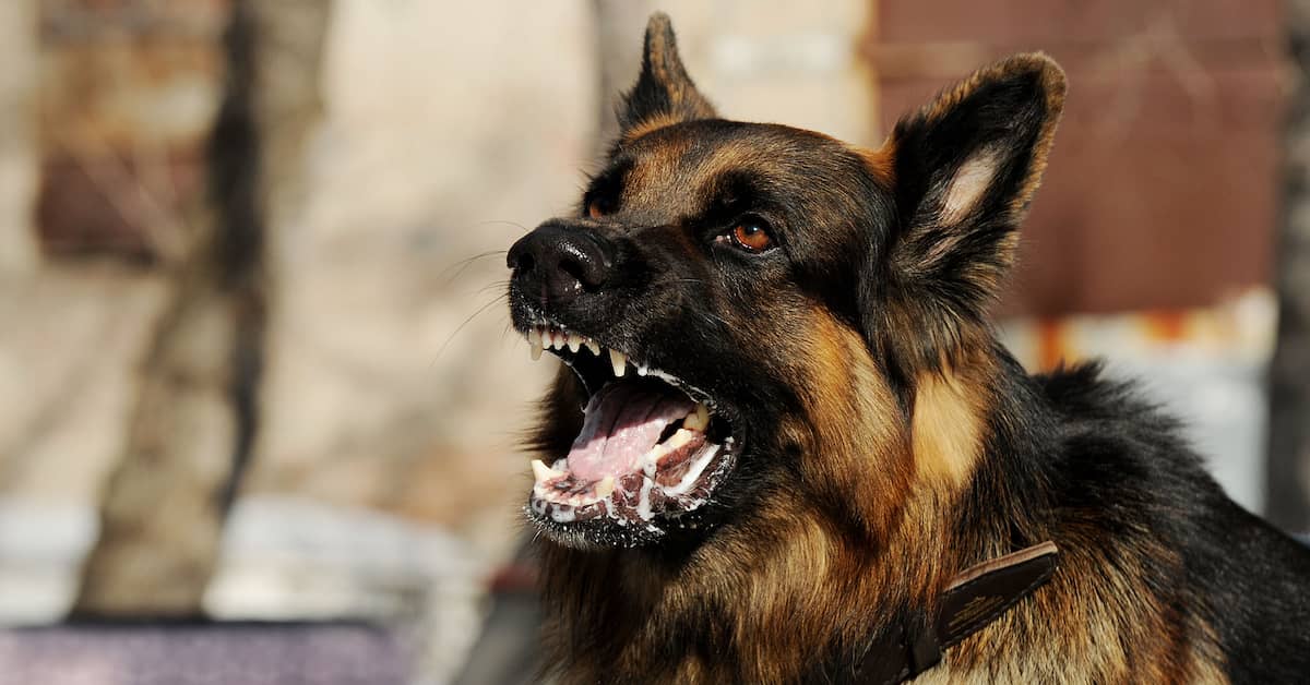 german shepherds attacking other dogs