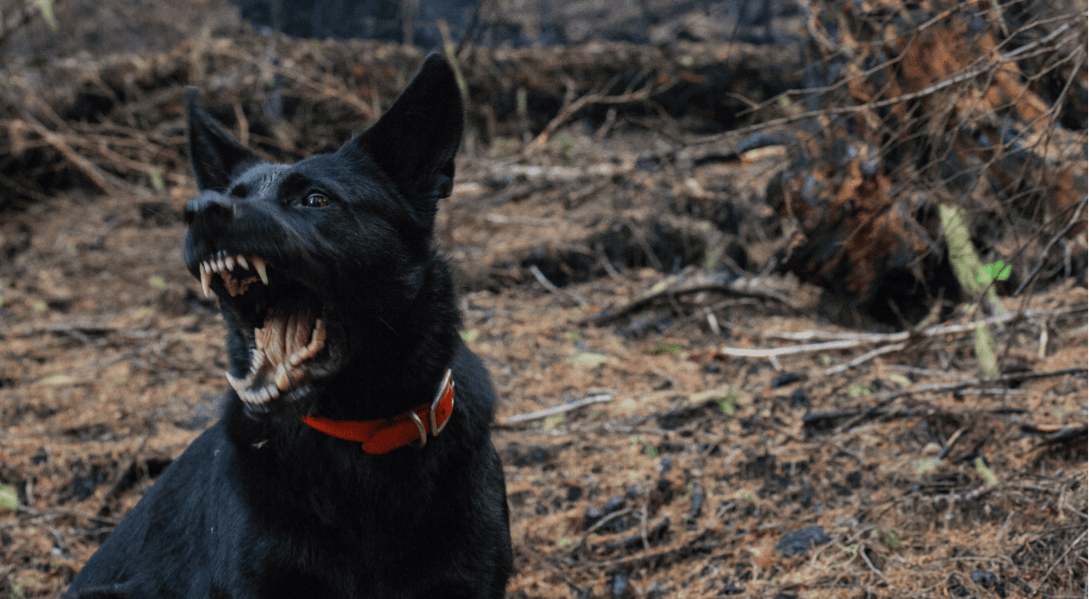 A dog showing signs of aggression.