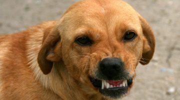 The photo of a snarling dog.