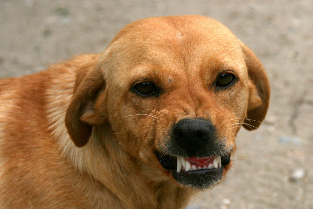 The photo of a snarling dog.